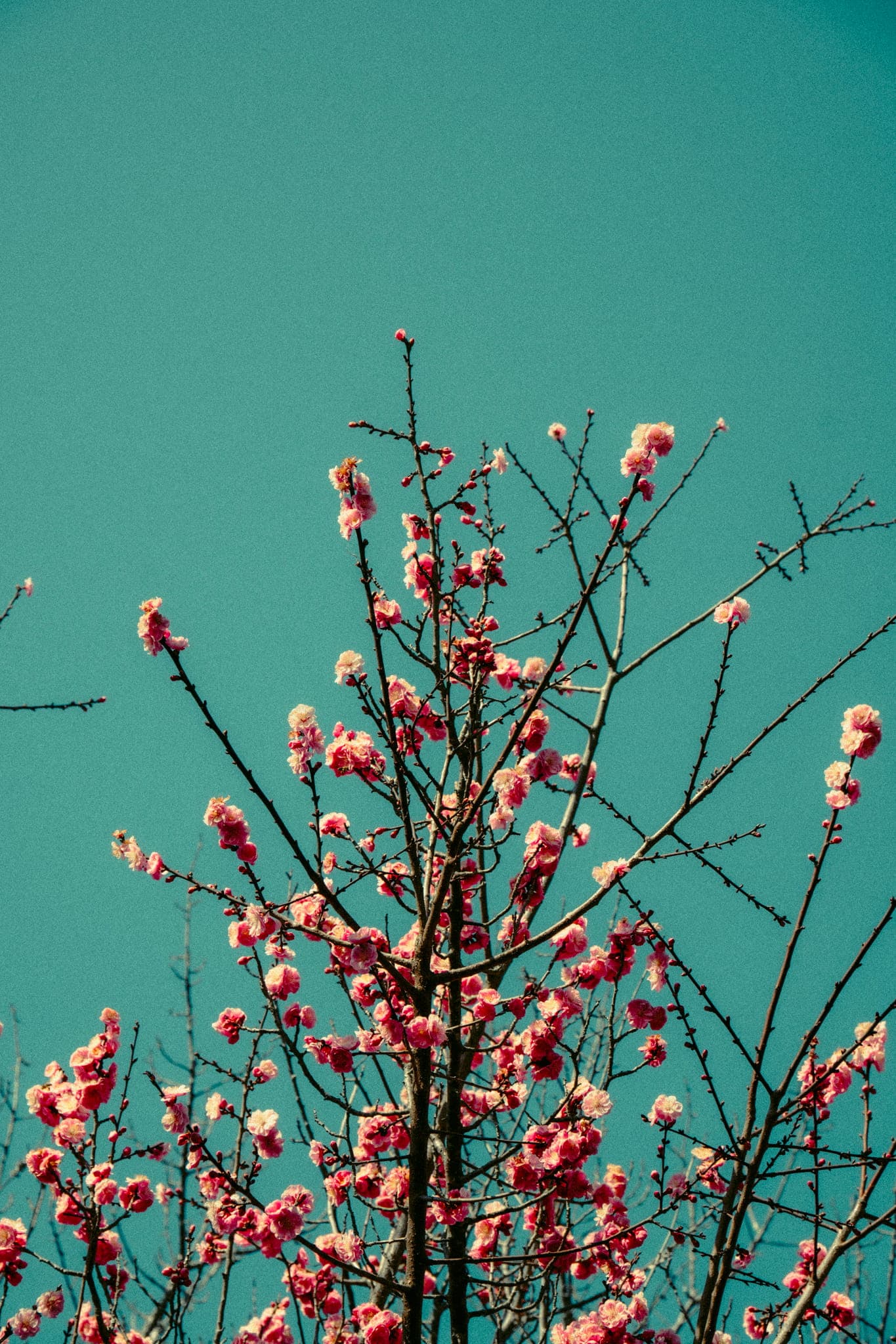 DSC05550